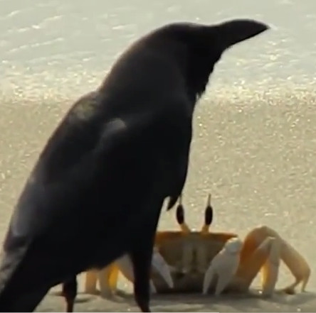 Video: Hungry crows helpless before the dodge's attack