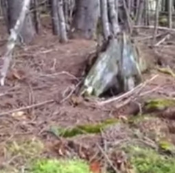 Video: Image of the Earth