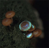 Video: Impressive light show of trees and animals