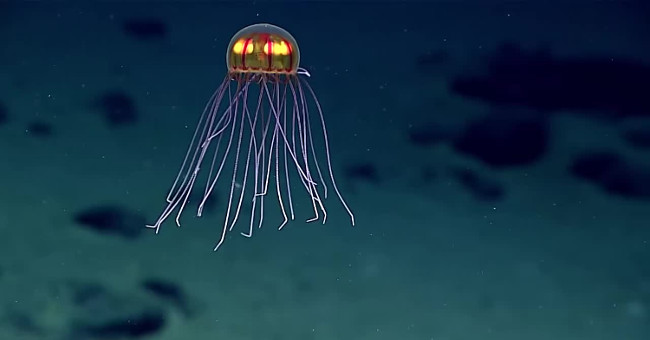Video: Jellyfish in the deepest ocean ditch in the world