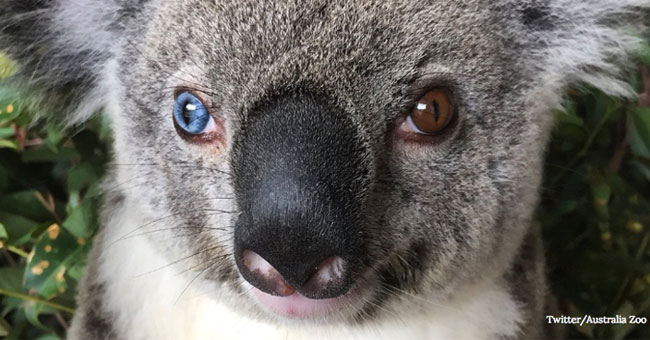 Video: Koala has two rare eye colors