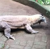 Video: Komodo dragon re-feeds the raw chicken