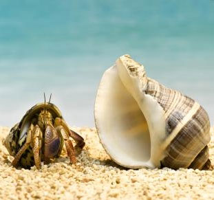 Video: Learn about the snail species