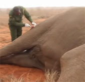 Video: Lifeguards help elephants get hit by poison