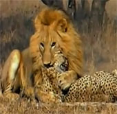 Video: Lion bites and kills two leopards
