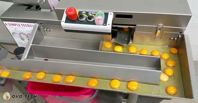 Video: Machine for separating yolk with spotless egg whites