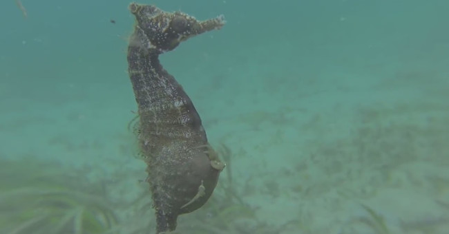 Video: Male seahorse buckles and gives birth to hundreds of children