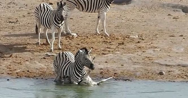 Video: Male zebra deliberately killed young horses to ... mate