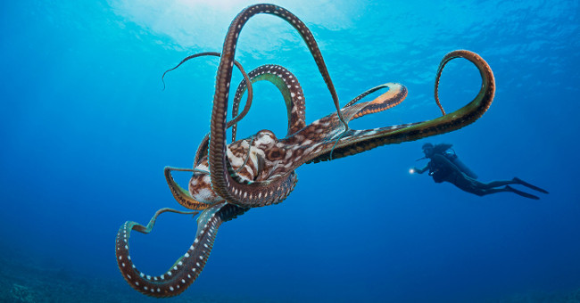Video: Master self-defense skill of octopus