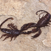 Video: Mating of eight-foot assassin