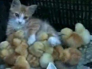 Video: Mother cat takes care of chicks