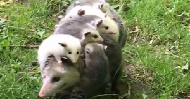 Video: Mother's mink at the same time carrying 12 children on their backs in the US