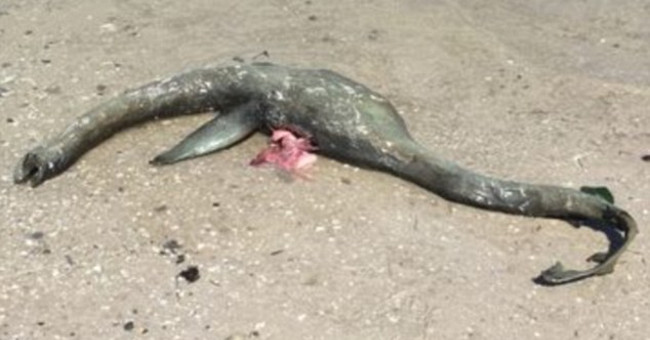 Video: Mysterious creature like the Loch Ness monster appears on Georgia's sea