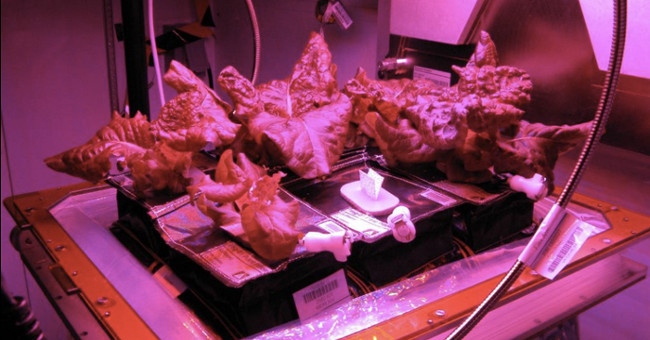 Video: NASA develops vegetable greenhouses on the Moon and Mars