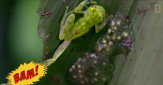 Video: 'Ninja frog' kicks flying hornets to protect eggs