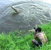 Video: Non-crocodile crocodile asks for meat photographer