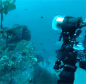 Video: Octopus robs the camera from the diver