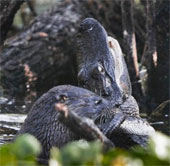 Video: Otter attacks American crocodile