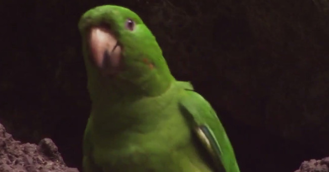Video: Parrots learn to fly on active craters