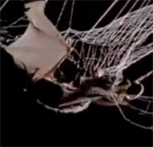 Video: Poisonous spider eating bat