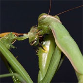 Video: Praying mantis still mating