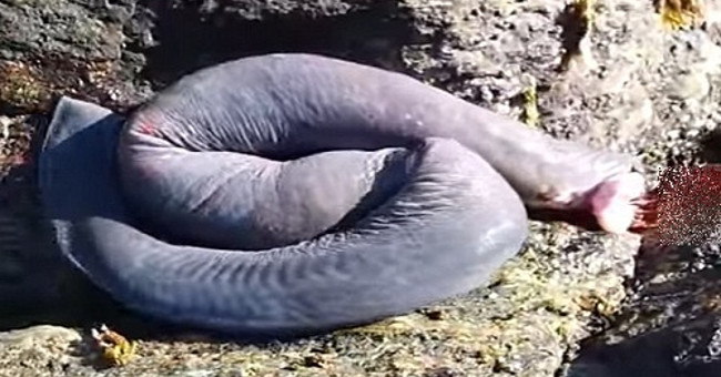 Video: Professional aquatic monster