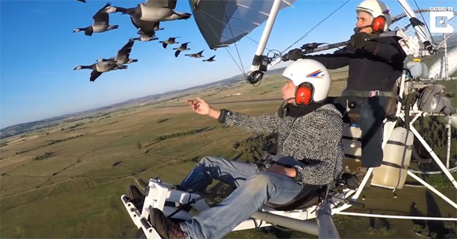 Video: Professional guide for migratory birds to avoid hunters