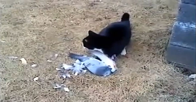 Video: Pseudo-dead pigeons, cat pups to slip off good bait