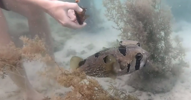 Video: Puffer fish patiently waiting for the diver to rescue you stuck