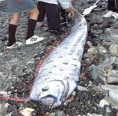 Video rare about giant paddle fish