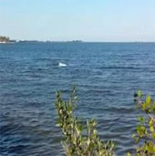Video: Rare albino dolphin in America