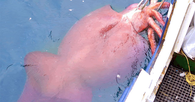 Video: Rare and precious 4m long ink swim along Japanese seaport