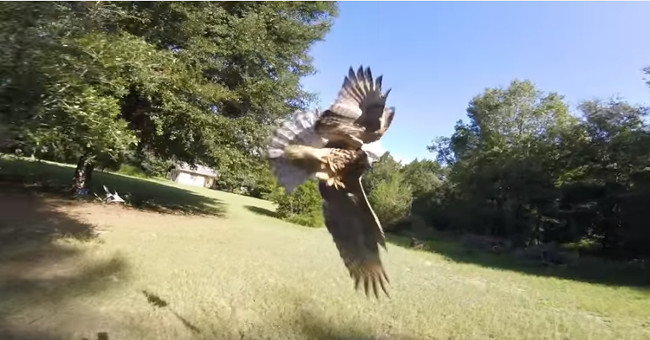 Video: Red-tailed falcon rushes to attack unmanned aircraft