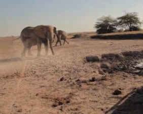 Video: Rescue elephants stuck in deep holes