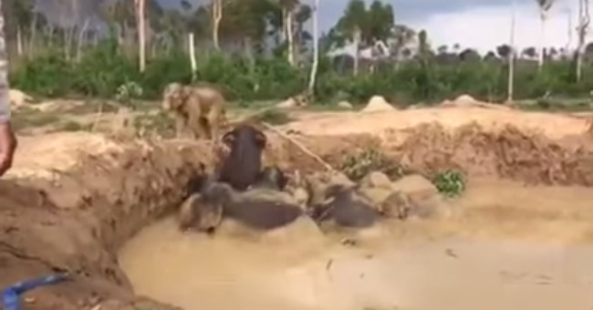 Video: Rescue the eleven elephants stuck in mud holes in Cambodia