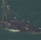 Video: Rescue the lumpy humpback whale