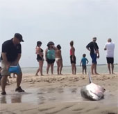Video: Rescue white sharks stuck on the coast