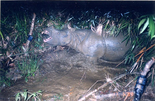 Video: Rhino Journey of an extinct horn in Vietnam