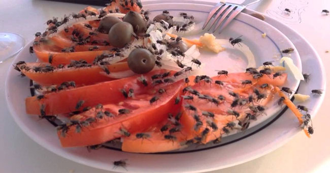Video: Risks of digesting food caught by flies