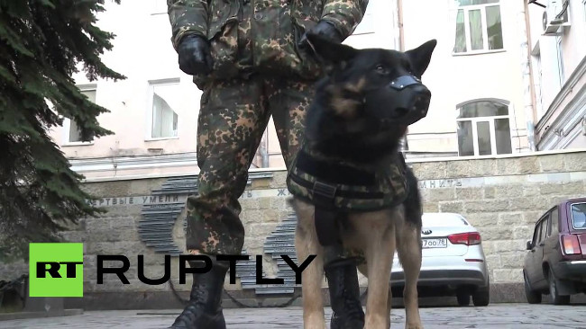 Video: Russia develops bulletproof vests for dog scenes