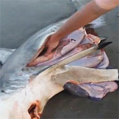 Video: Save three baby sharks in the womb