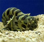 Video: Scary weapon of hammerhead shrimp