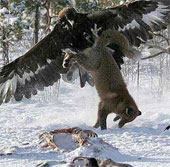 Video: Screen of chasing, killing wolves of the eagle