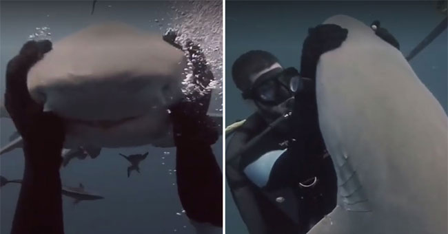 Video: Scuba diver 'sharks cause heart attack