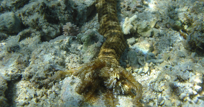Video: Sea cucumber 'terrible' is 1.5 meters long on the Red Sea bottom