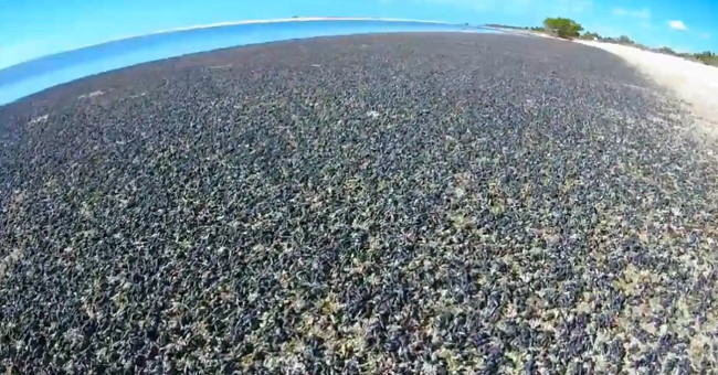 Video: Sea shells thousands of children cover the US beach