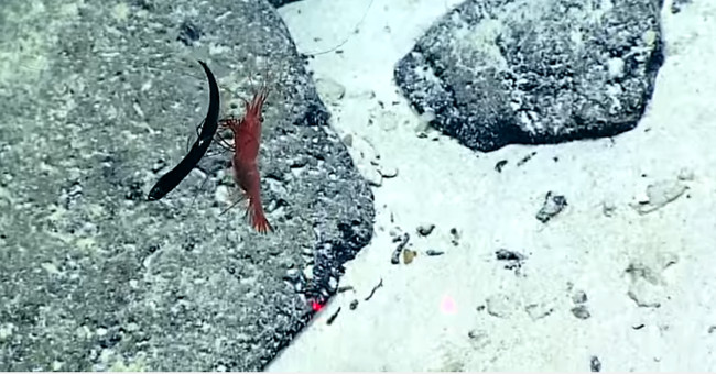 Video: Sea shrimp skewered with belly, tearing the arowana in the blink of an eye