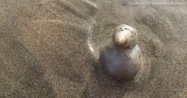 Video: Sea slug boss stomach eating raw hermit crab