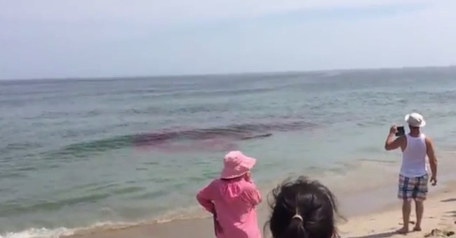 Video: Seal sharks next to the coast