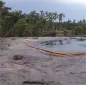 Video: See death pit swallowing dozens of forest trees
